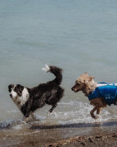 camping sunelia la presquile chien à la plage