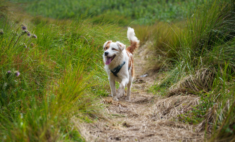 Camping sunelia la presqu'île promenade avec mon chien